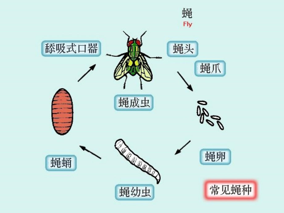 《人体寄生虫学课件医学节肢动物-》-精选课件（公开PPT）_第3页