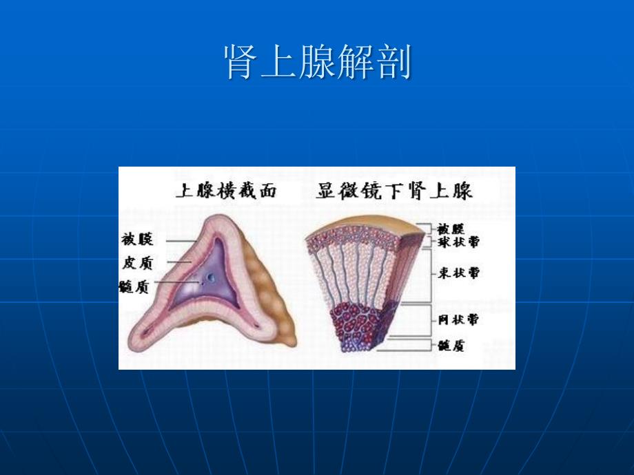 《肾上腺疾病》-精选课件（公开PPT）_第2页