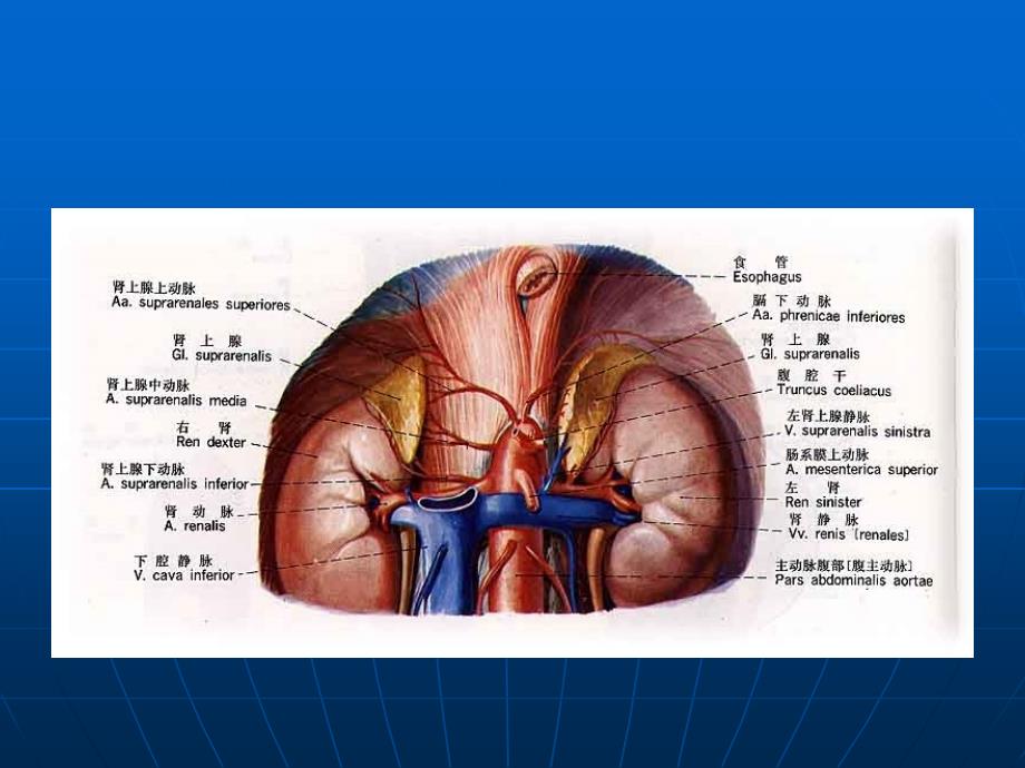 《肾上腺疾病》-精选课件（公开PPT）_第3页