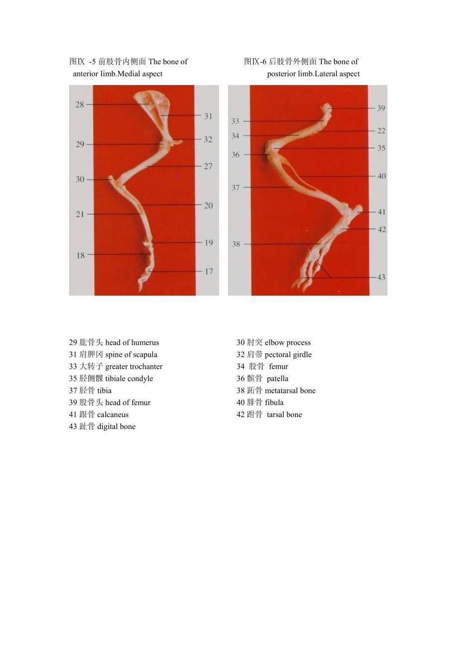 [超清]小鼠的解剖图谱.pdf_第5页