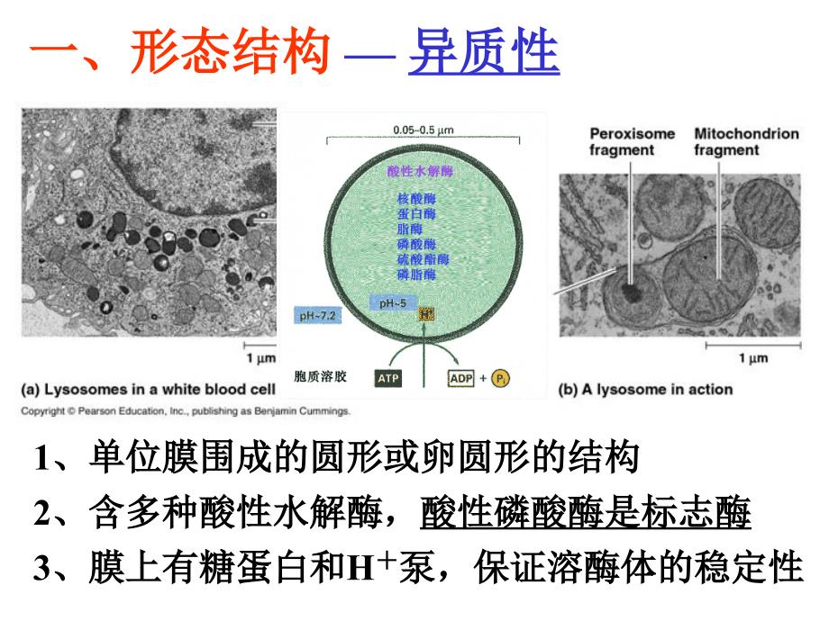 溶酶体Lysosome课件讲课教案_第2页