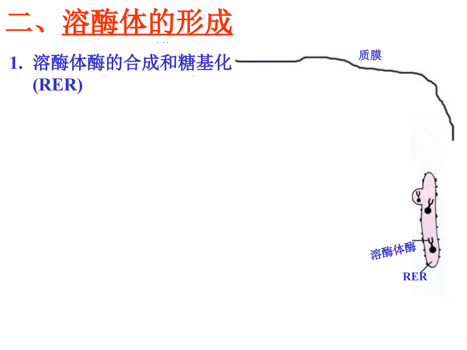 溶酶体Lysosome课件讲课教案_第3页