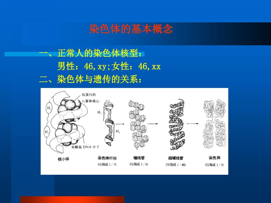 人类Y染色体的遗传特性教材课程_第2页
