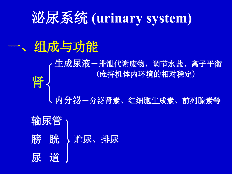 泌尿系统urinarysystem幻灯片课件_第1页