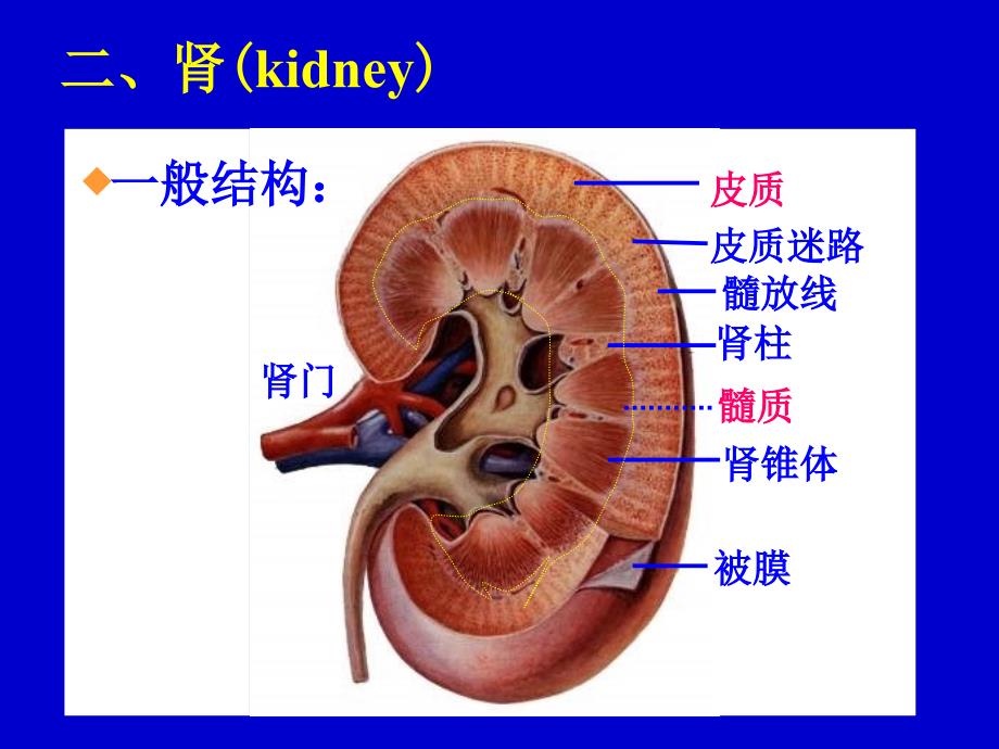 泌尿系统urinarysystem幻灯片课件_第2页