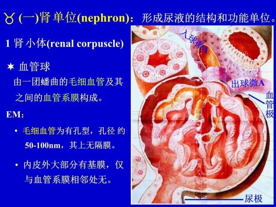 泌尿系统urinarysystem幻灯片课件_第5页