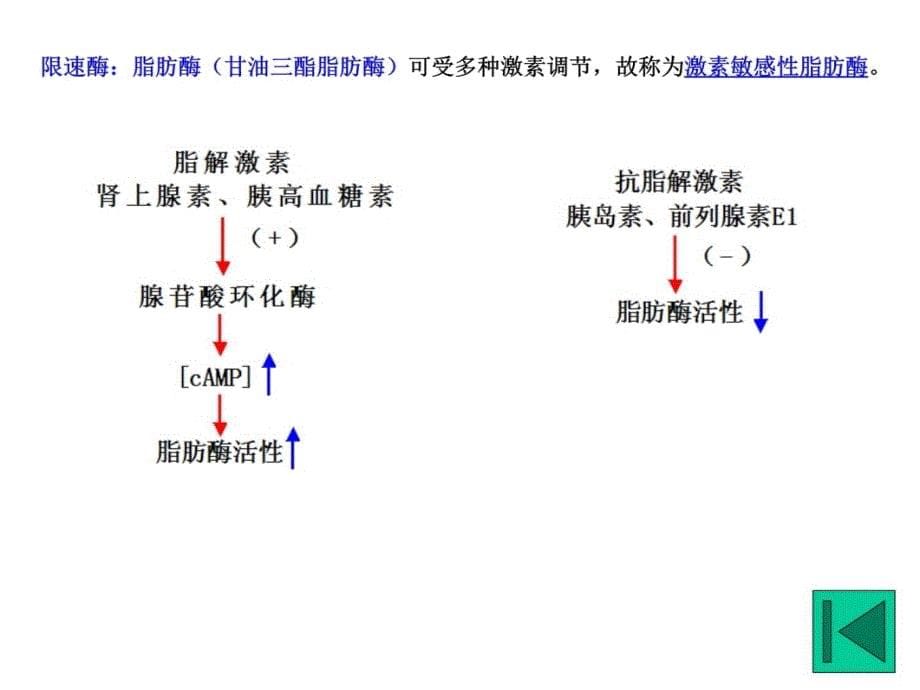 十章节脂类代谢教学文案_第5页