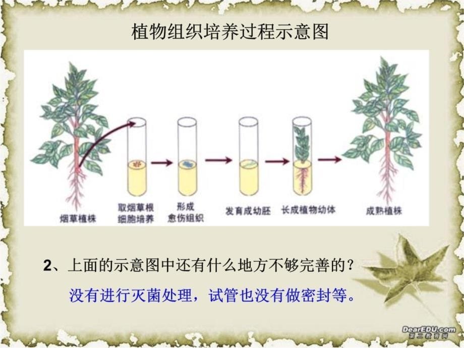 人教版教学课件菊花的组织培养讲课教案_第5页