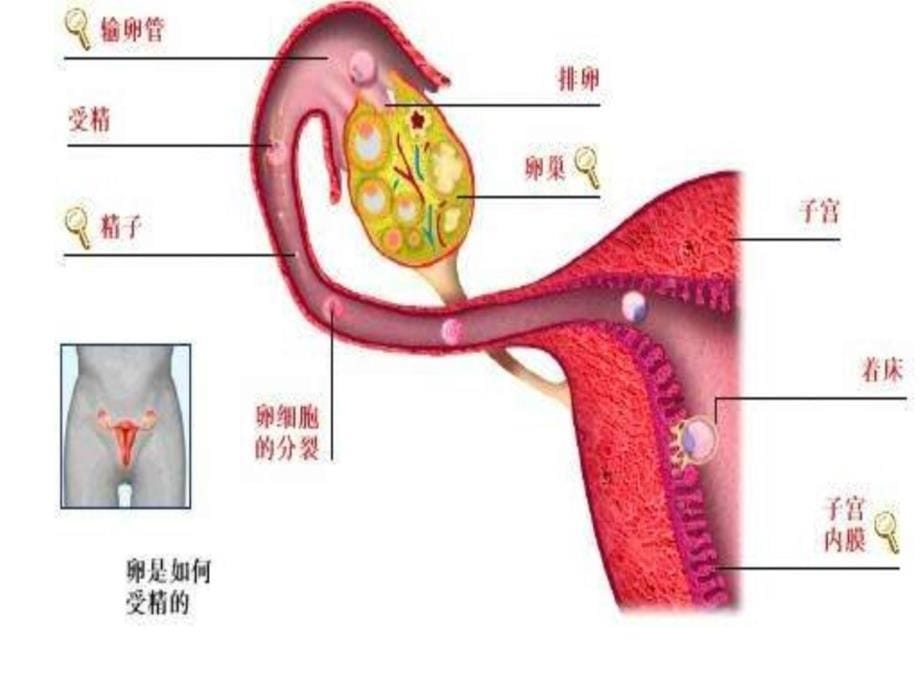 美丽的青春骚动的青春培训资料_第5页