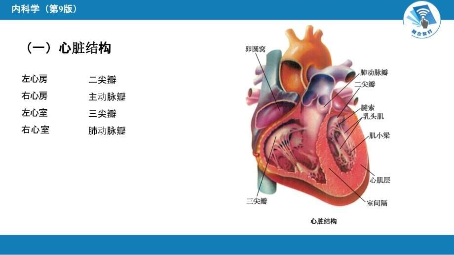 内科学-第三篇 循环系统疾病_第5页