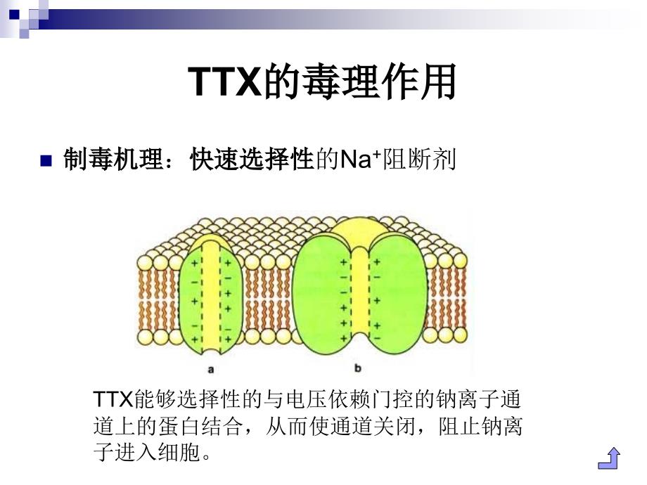 《污染生态学与水环境监测黄陈玲》-精选课件（公开PPT）_第4页