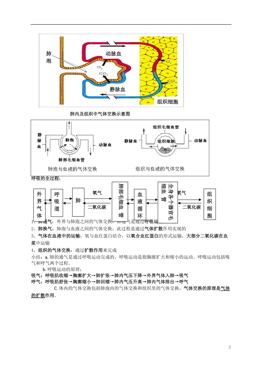 河南省虞城县第一初级中学七年级生物下册第10章人体的呼吸提纲北师大版_第2页