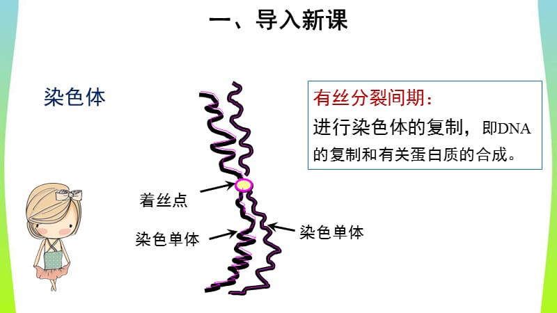 《第1节 减数分裂和受精作用 第1课时》 教学PPT课件【人教版高中生物必修2】_第2页