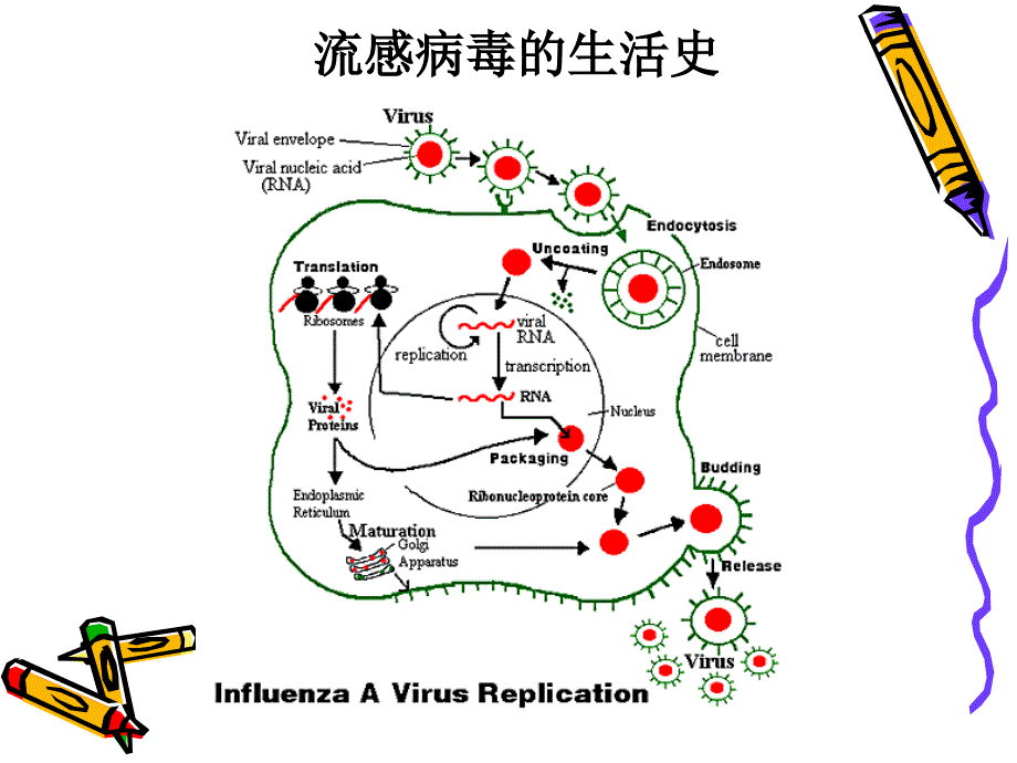 微生物学引起人类疾病的病毒[共31页]_第3页