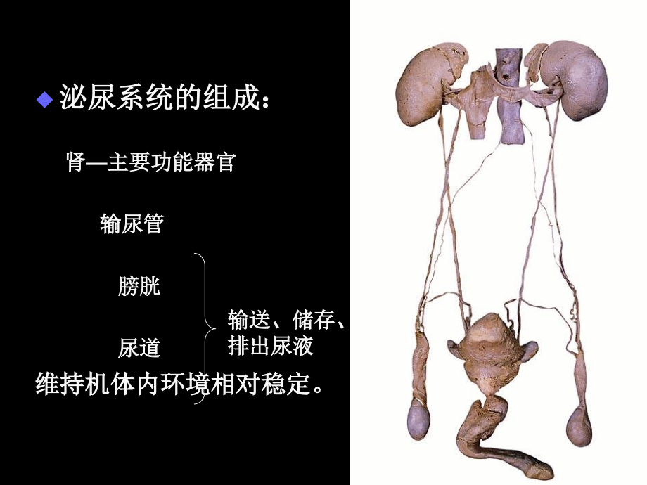 现代基础医学概论第八章演示教学_第2页