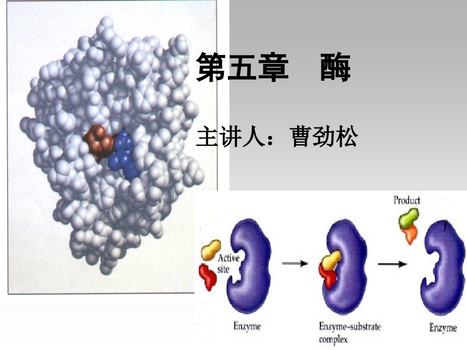 五章节酶主章节人曹劲松讲解学习_第1页