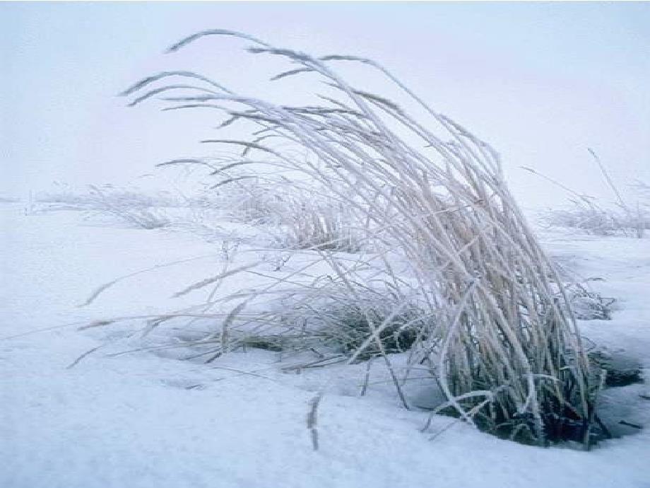 雪地里的小画家11说课讲解_第4页