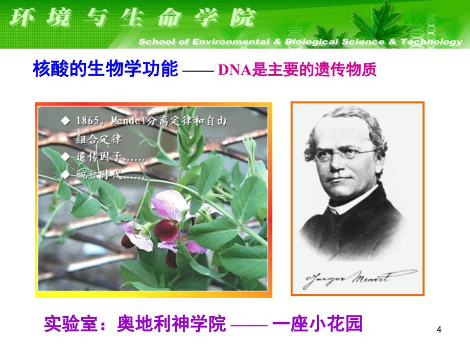 大连理工大学生物化学课件--基因与染色体7.ppt_第4页