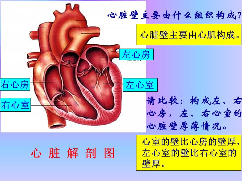 心脏 血液循环_第3页