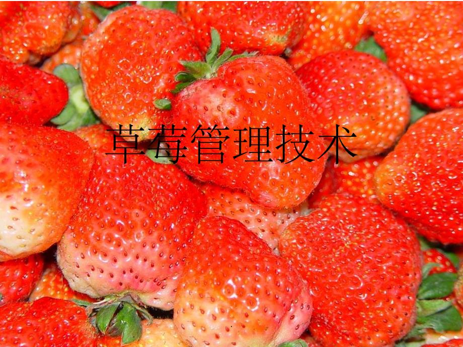 草莓病虫害防治ppt课件_第1页
