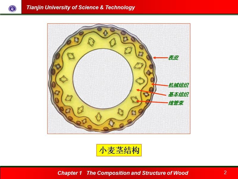 四节非木材纤维原料的生物结构及细胞形态课件电子教案_第2页