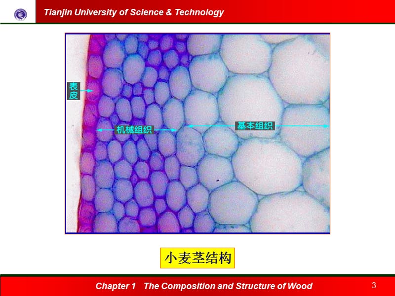 四节非木材纤维原料的生物结构及细胞形态课件电子教案_第3页