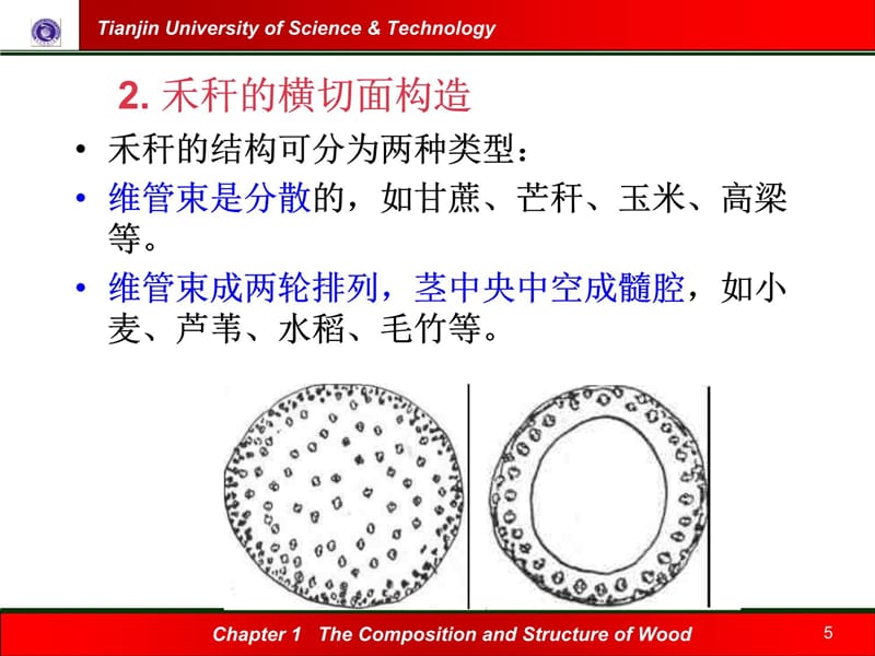 四节非木材纤维原料的生物结构及细胞形态课件电子教案_第5页
