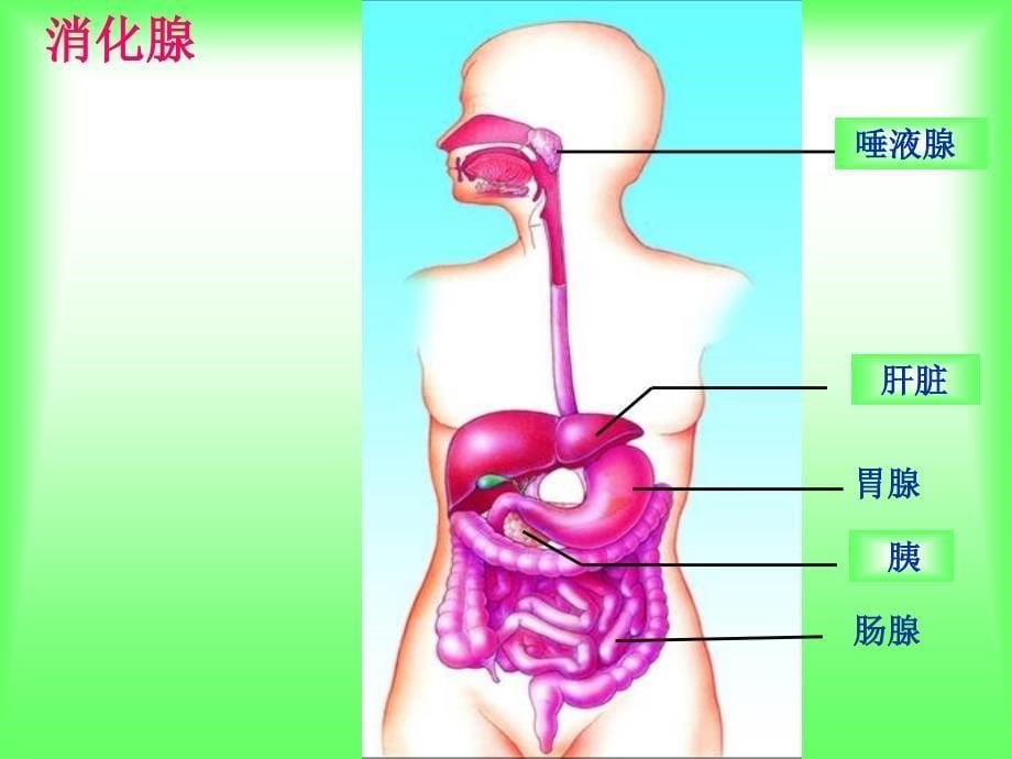 (正版)消化和吸收ppt人教版[36页]_第5页