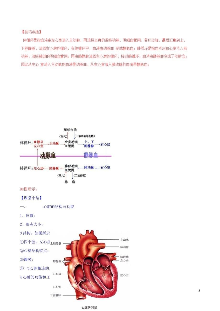 七级生物下册专题4.4.3输送血液的泵---心脏（讲）（含解析）新人教版_第5页