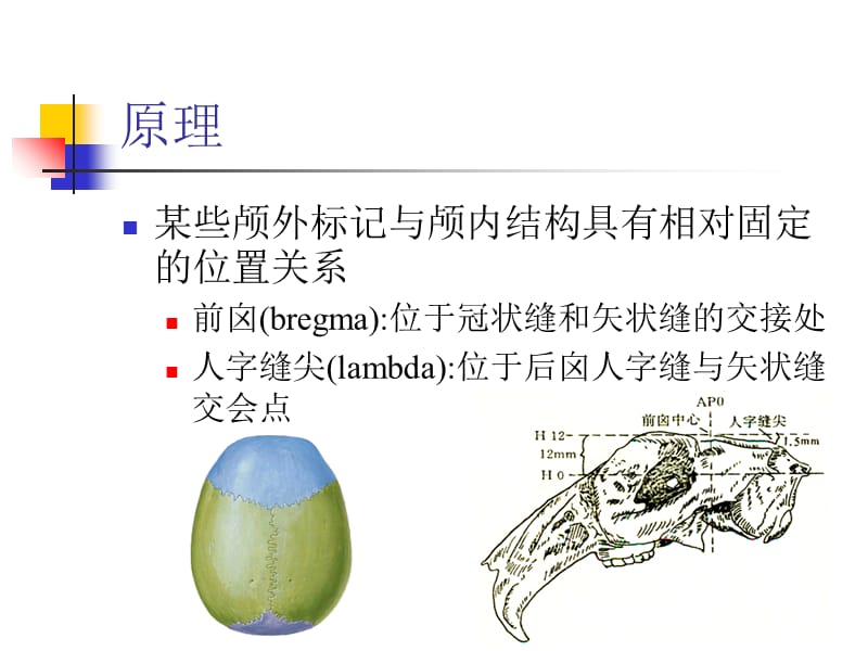 大鼠脑的立体定位技术教学文案_第3页