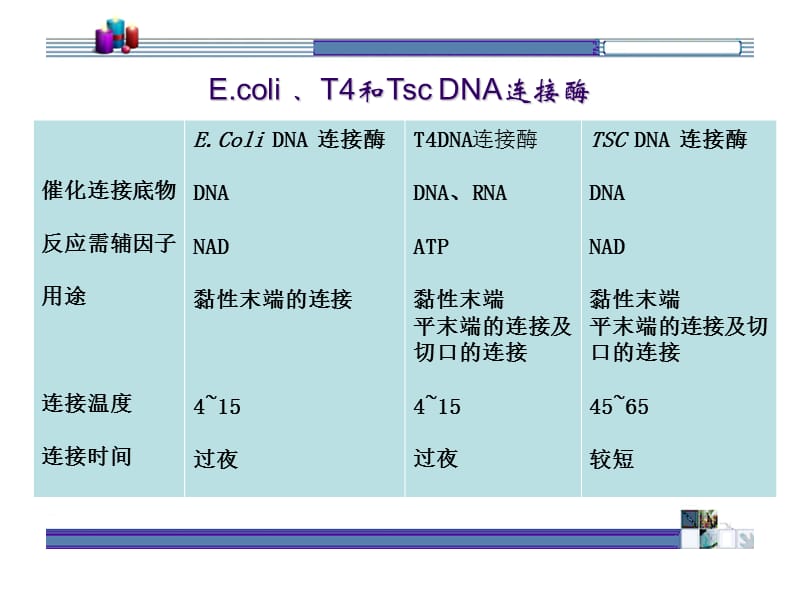 (正版)DNA连接酶[11页]_第3页