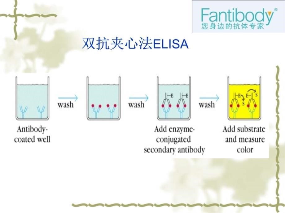 ELISA实验原理方法仪器流程图和注意事项分析教学文稿_第5页