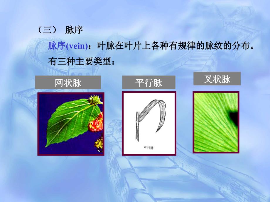 植物学第三部分种子植物的营养器官2讲解材料_第4页