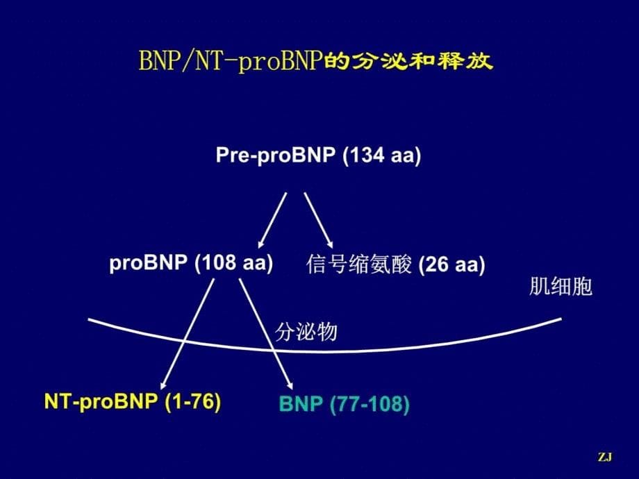BNPNT-proBNP监测在心力衰竭诊治中的应用研究报告_第5页