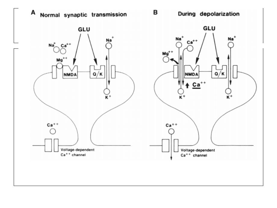 AMPA受体与突触可塑性教学提纲_第3页