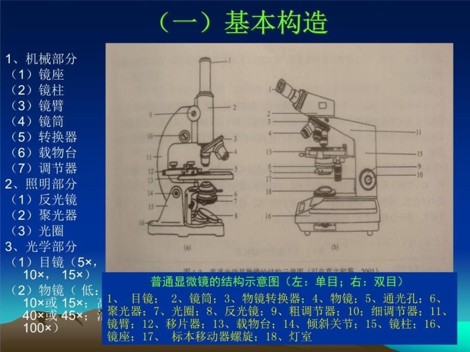 liuxh实验一显微镜的构造原理及使用讲课教案_第5页