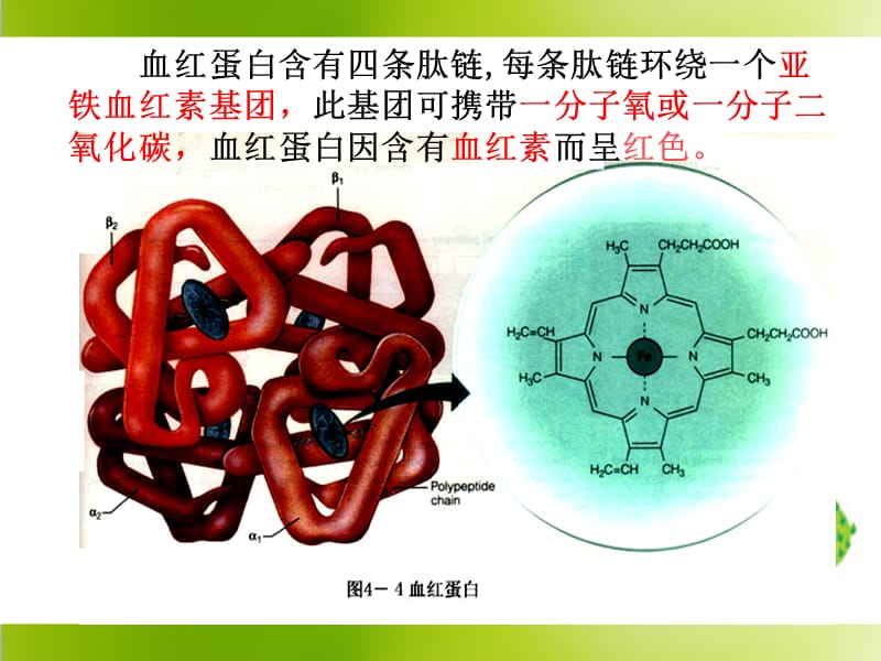 血红蛋白的提取和分离-课件_第3页