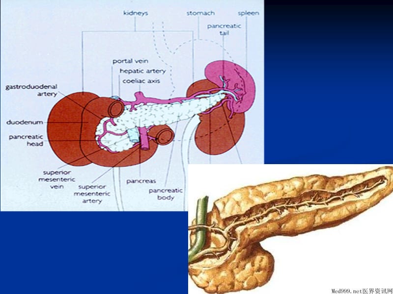 急性胰腺炎最新PPT课件_第4页