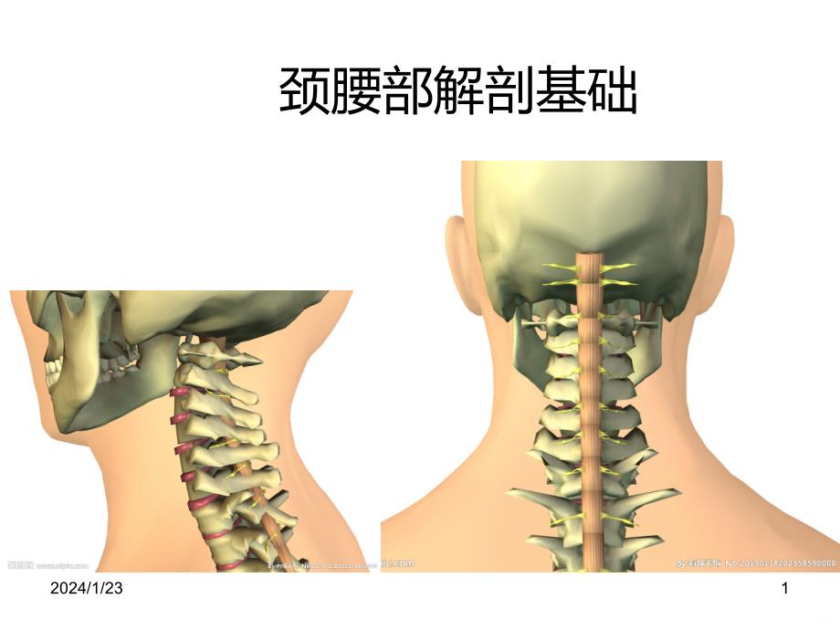 颈部、腰部解剖基础PPT课件_第1页