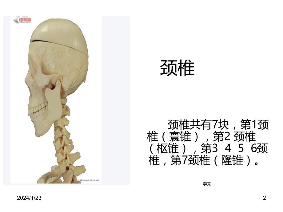 颈部、腰部解剖基础PPT课件_第2页