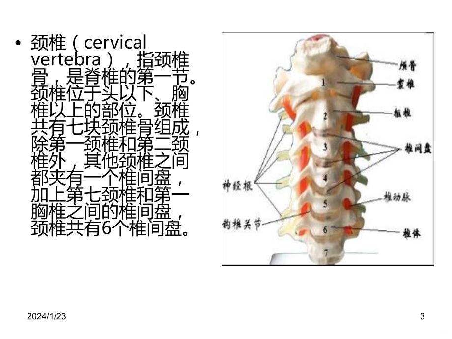 颈部、腰部解剖基础PPT课件_第3页