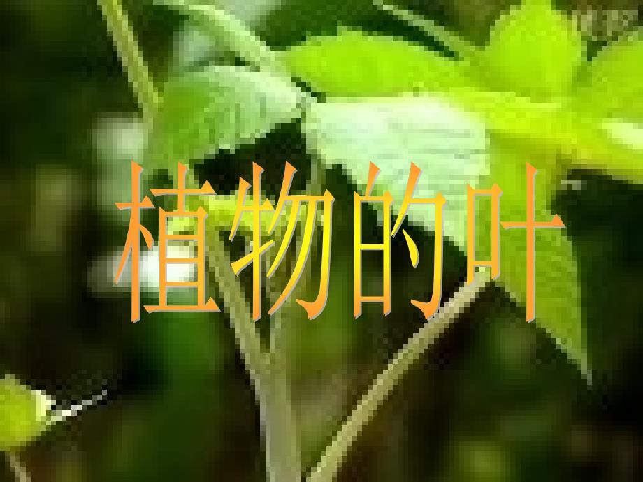 《植物的根、茎、叶》培训讲学_第3页