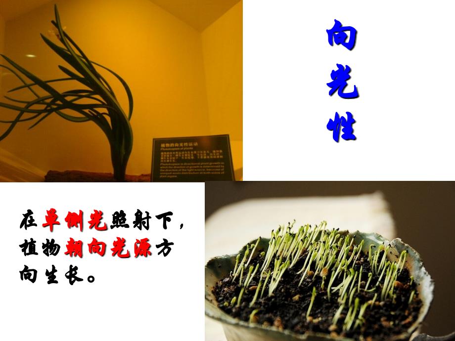 植物激素的发现(修改版)_第2页