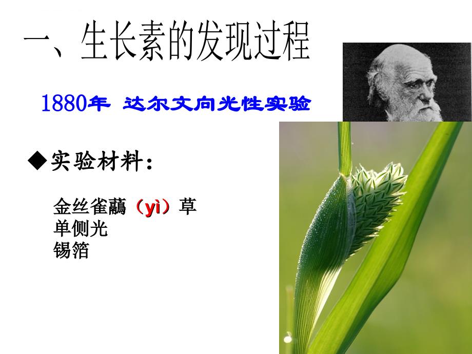 植物激素的发现(修改版)_第4页