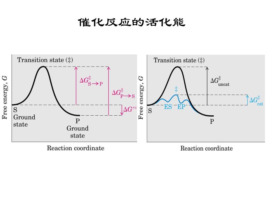 酶化学I-化学本质_第4页