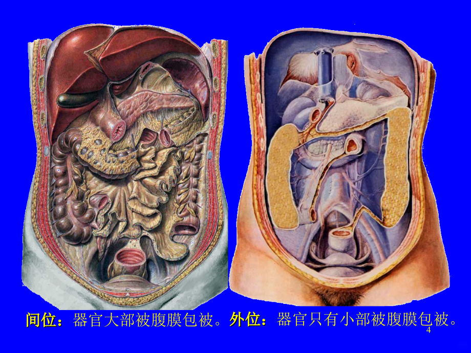 局部解剖学腹部PPT课件_第4页