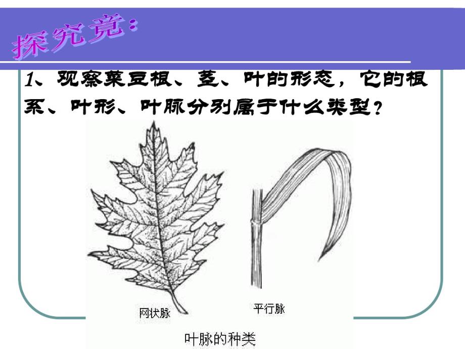 经济植物只是课件_第2页