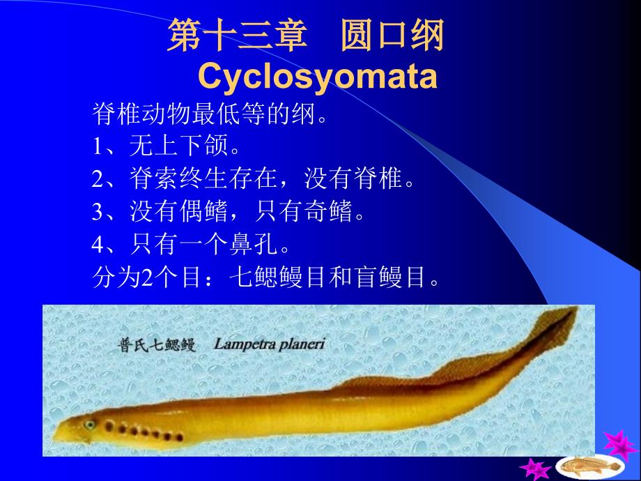 第十三部分圆口纲Cyclosyomata教学课件资料讲解_第1页