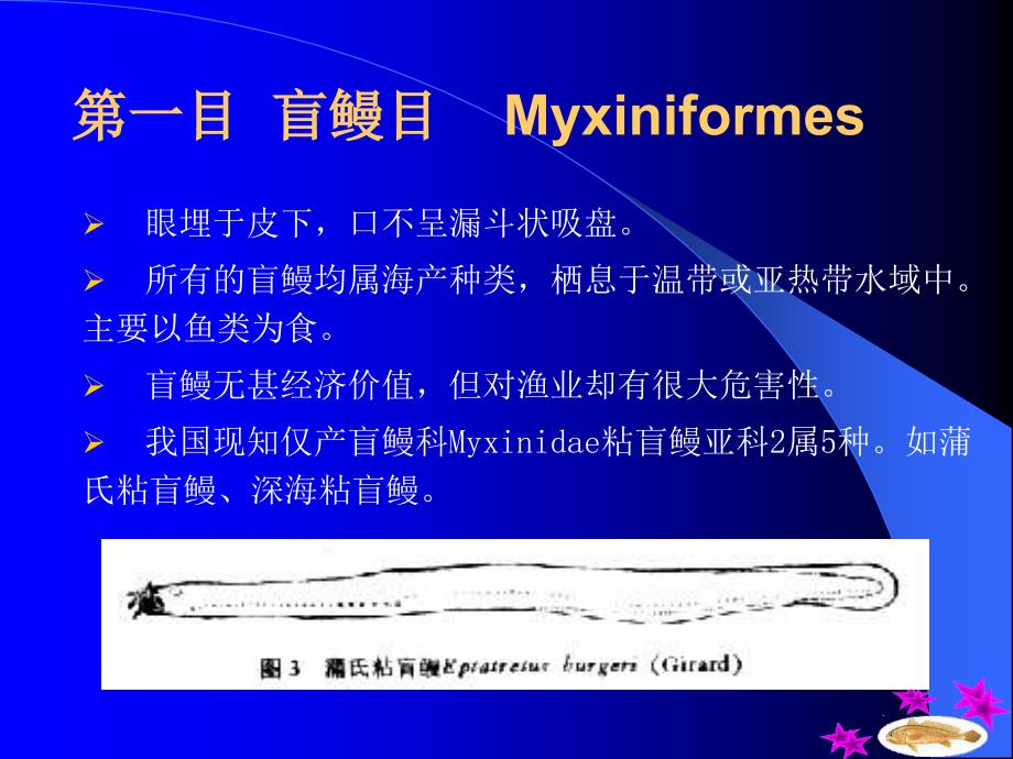 第十三部分圆口纲Cyclosyomata教学课件资料讲解_第2页