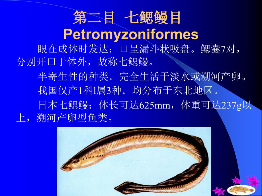 第十三部分圆口纲Cyclosyomata教学课件资料讲解_第3页